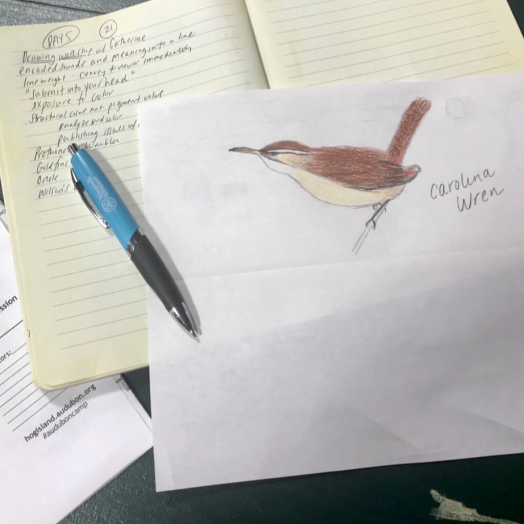 My Carolina Wren