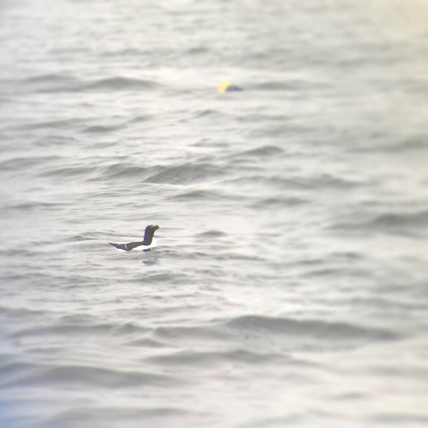 Razorbill