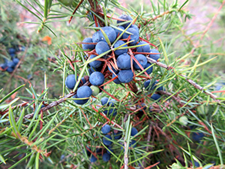juniper berries wholesale supplier on where to buy juniper berries uk