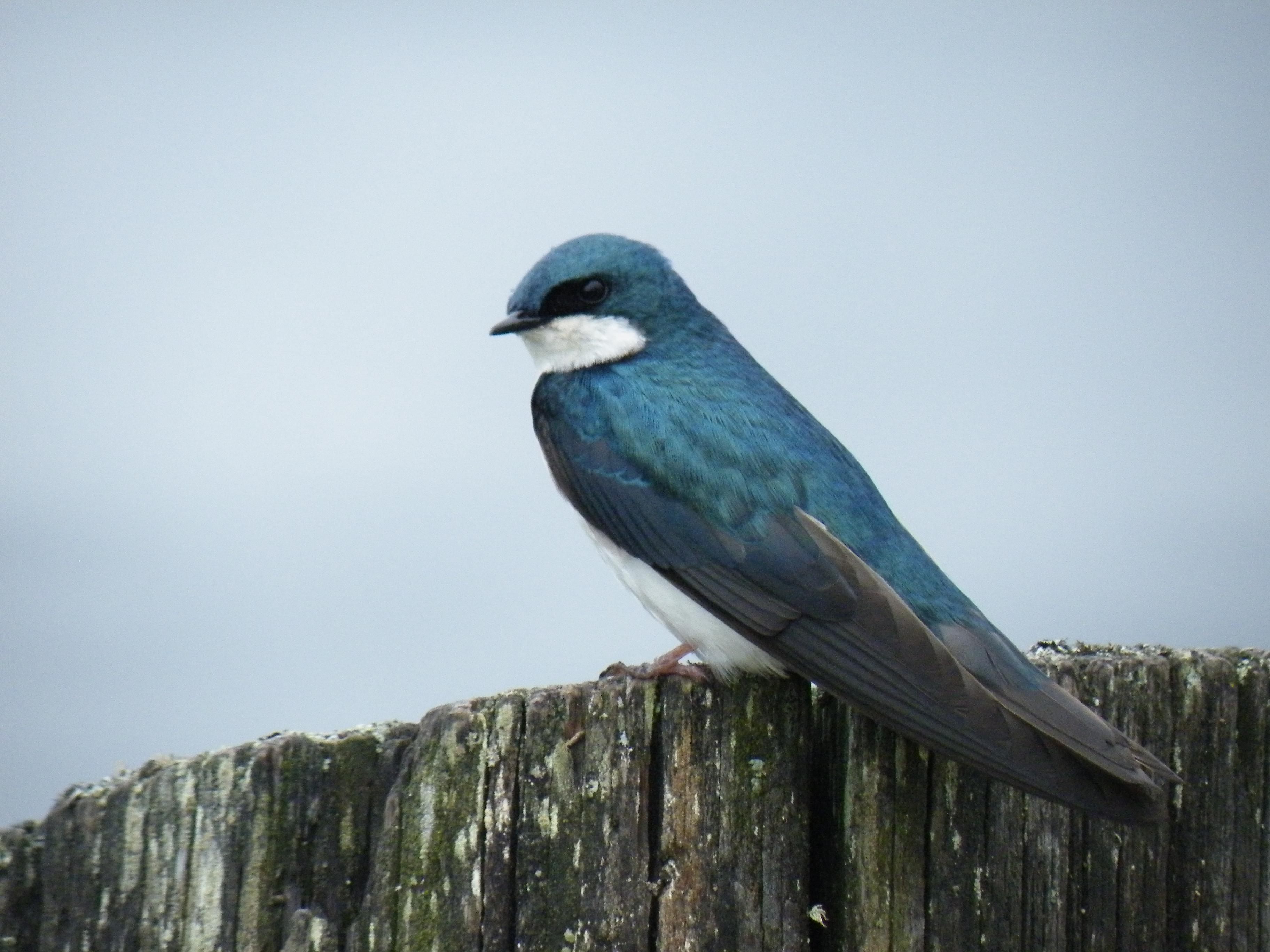 Tree Swallow The Audubon Birds Climate Change Report