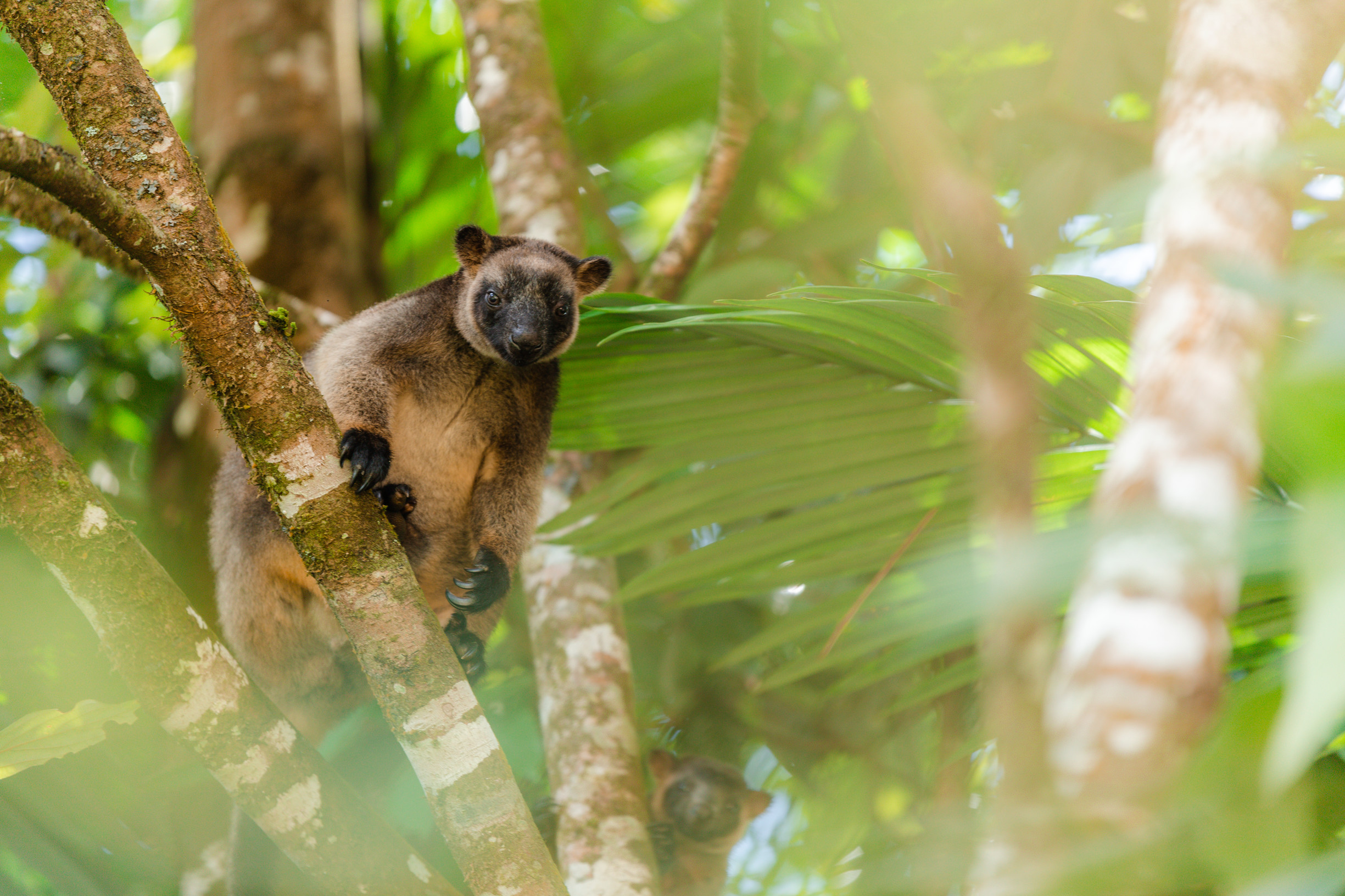 Cairns Sustainable Events Showcase: Lumholtz's Tree Kangaroo