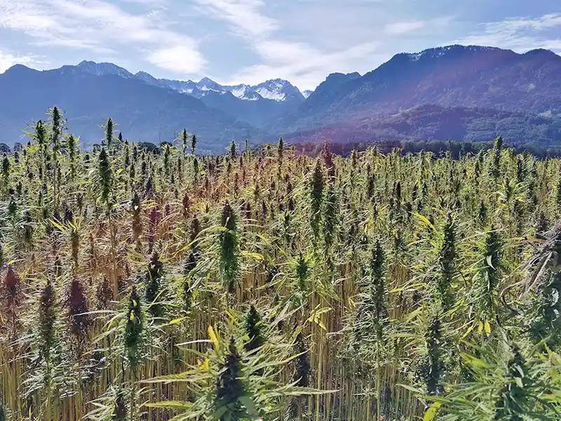 hemp field
