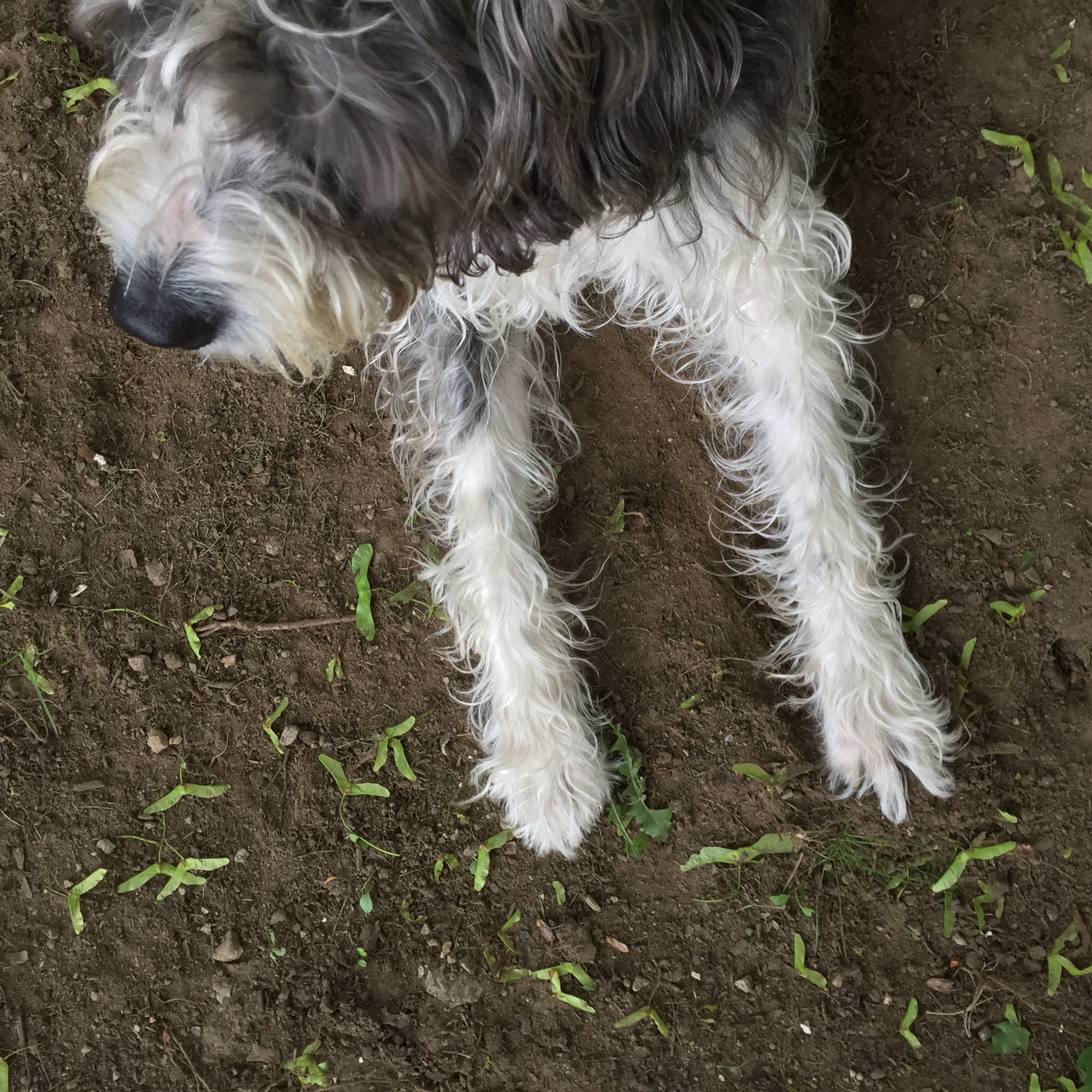 Dirt research