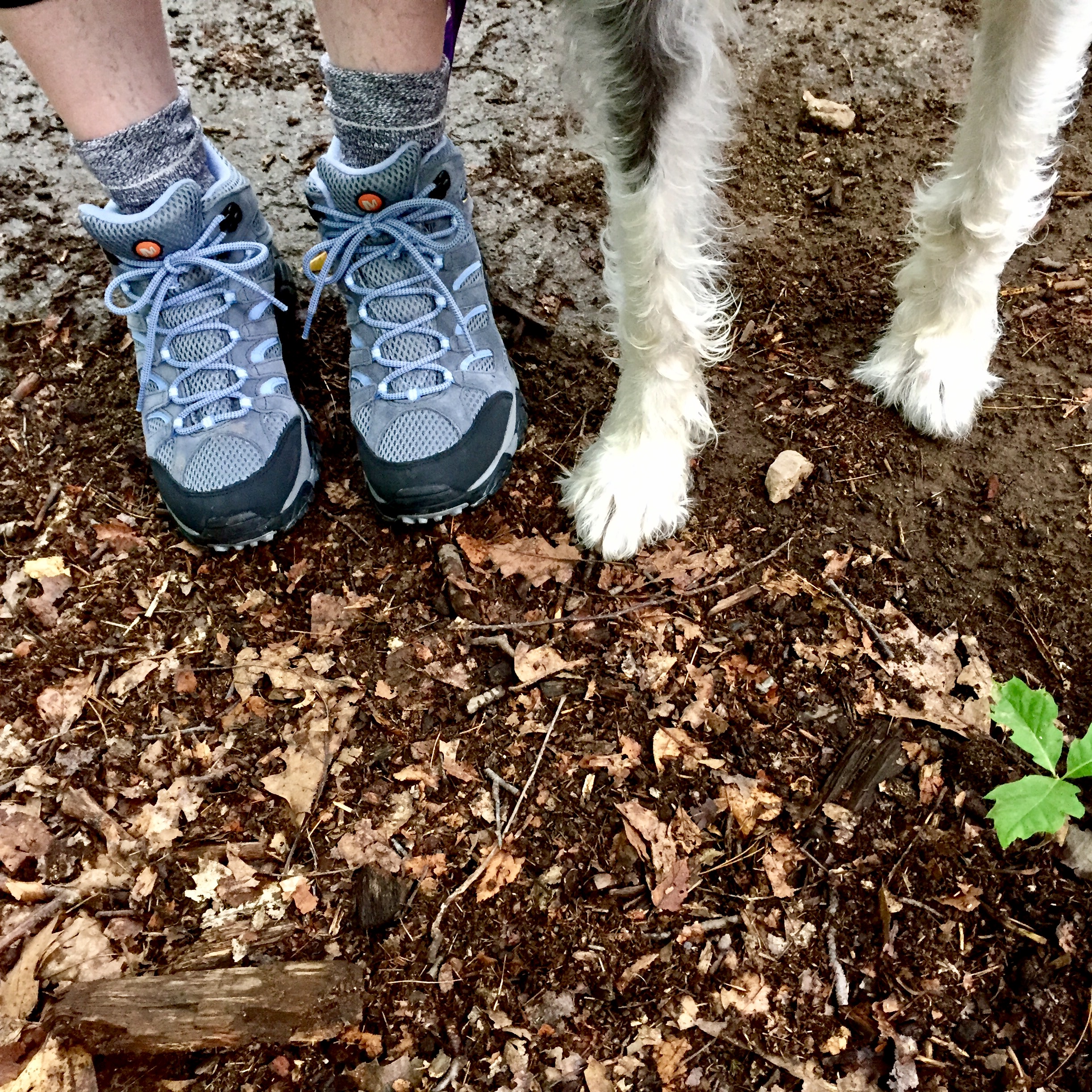 New hiking shoes. The first I've ever had!