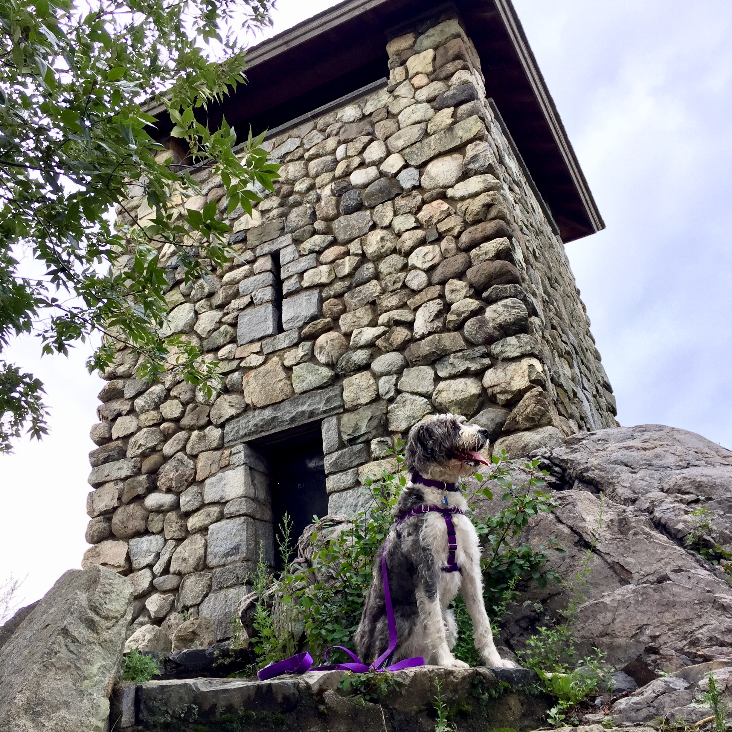 I see this tower from the highway all the time and never knew how to get to it. During this hike, we came across it by accident!