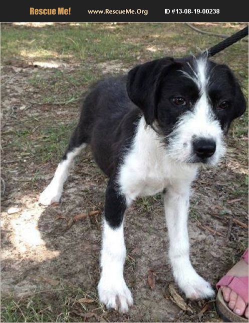 the first tie I saw her - her adoption posting online