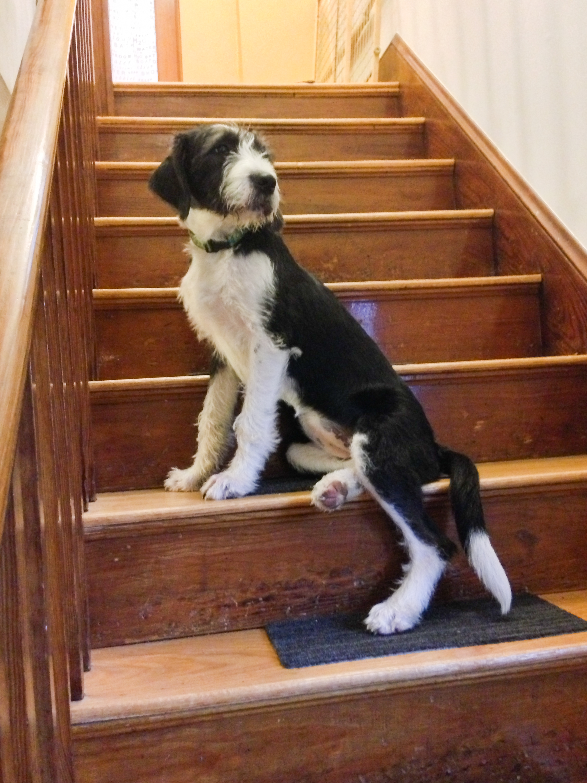 Her confusion on what to do with her own legs has always existed