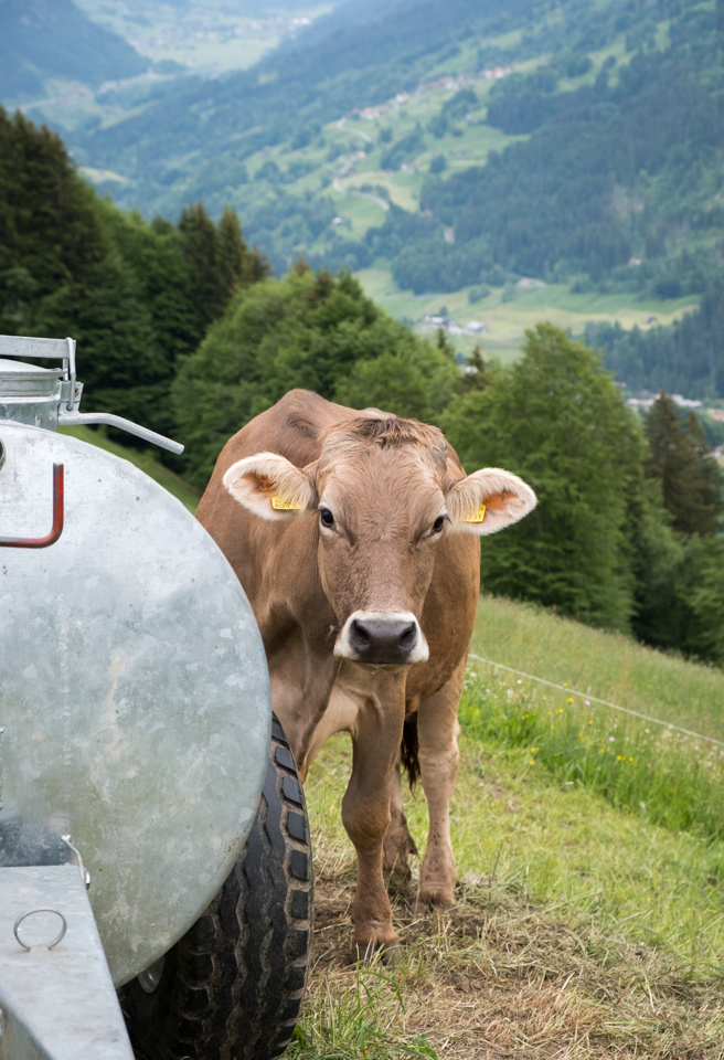 Can you ever have too many cow photos? Maybe.