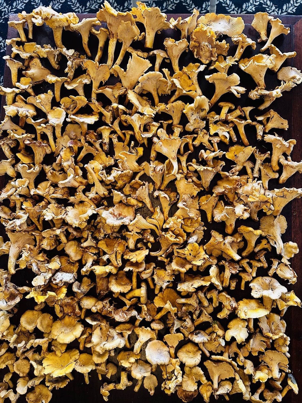 CHANTRELLE MUSHROOM 1Lb - LOCAL PDX PICK UP ONLY