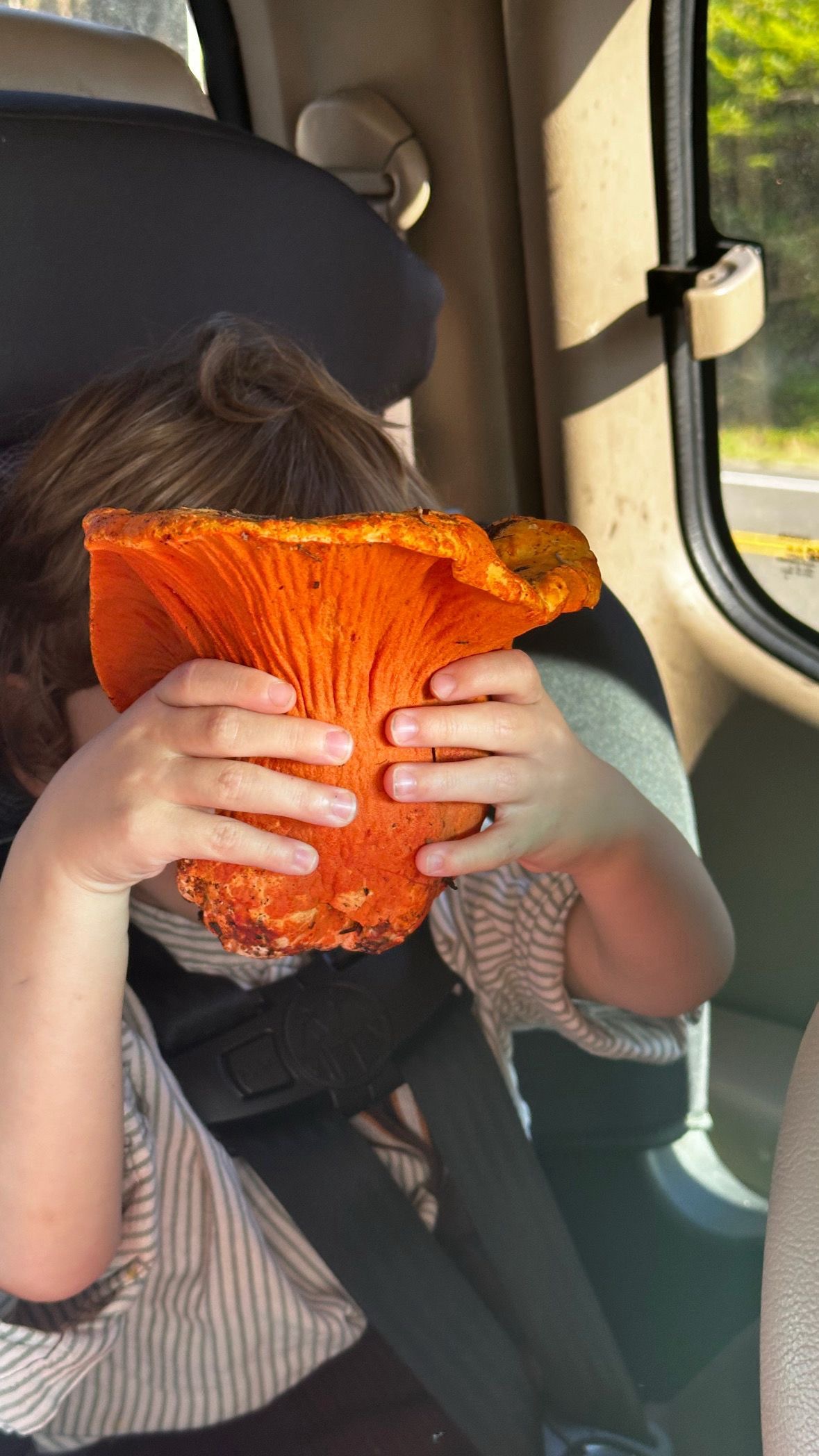 LOBSTER MUSHROOM - 1LB