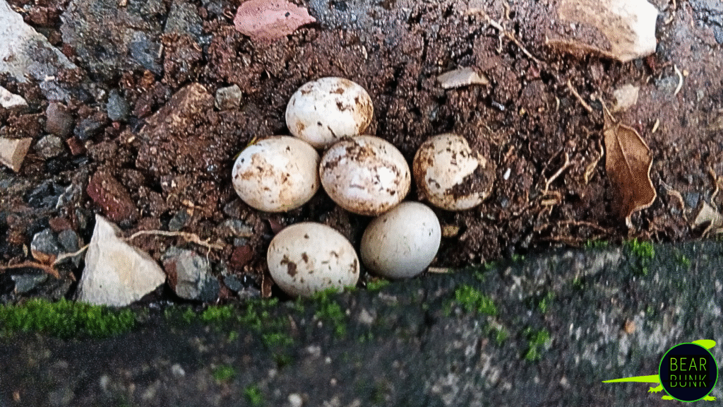 Monitor Lizards Smart Strong Surprising Reptiles Bearbunk