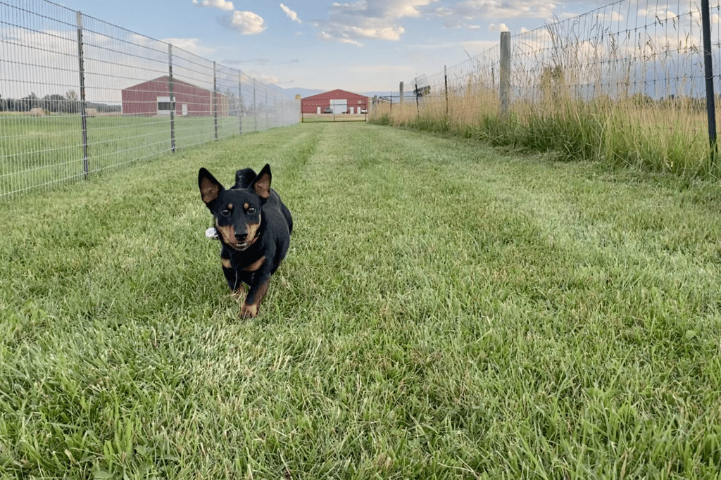 A Lancashire Heeler tries the new Fast CAT course at Yellowstone Dog Sports before the Beartooth Agility Club of Montana's August Fast CAT trials.