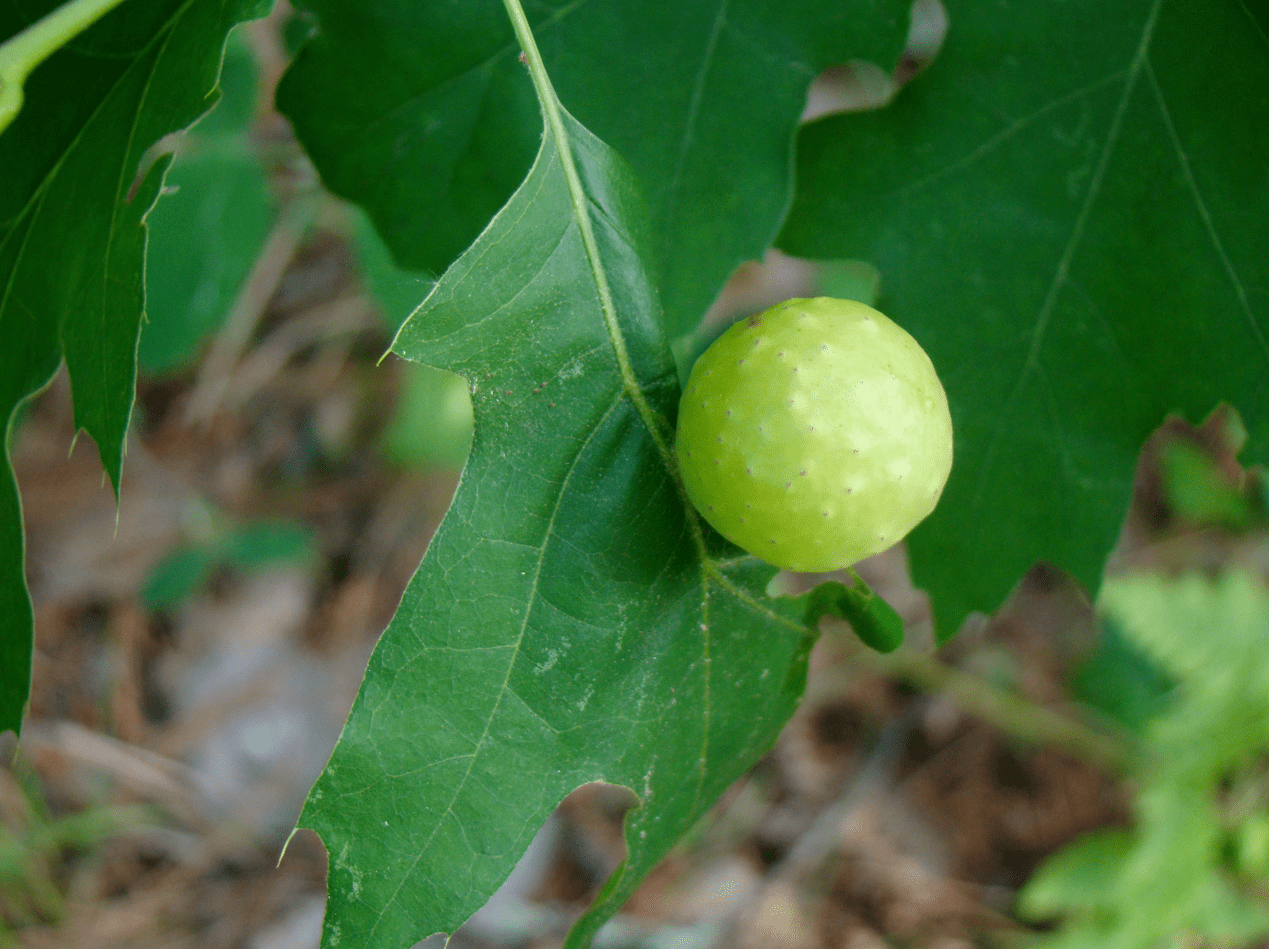 Plant Galls