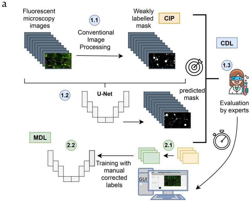 Github Lukemerrick Cellsegmentation Jl - Ocean Background Collection - Retina Quality