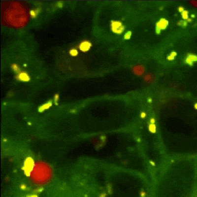 Github Lukemerrick Cellsegmentation Jl - Download Creative City Image | 8K