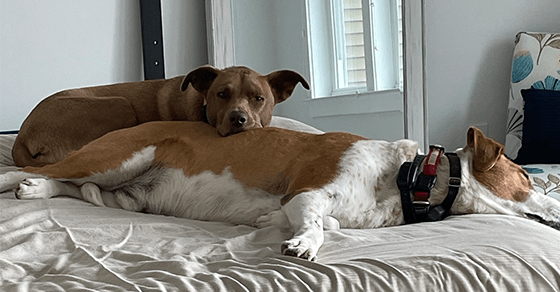 15 Signs You’re a True Dog Parent