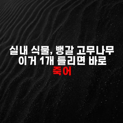 실내 식물, 뱅갈 고무나무 이거 1개 틀리면 바로 죽어