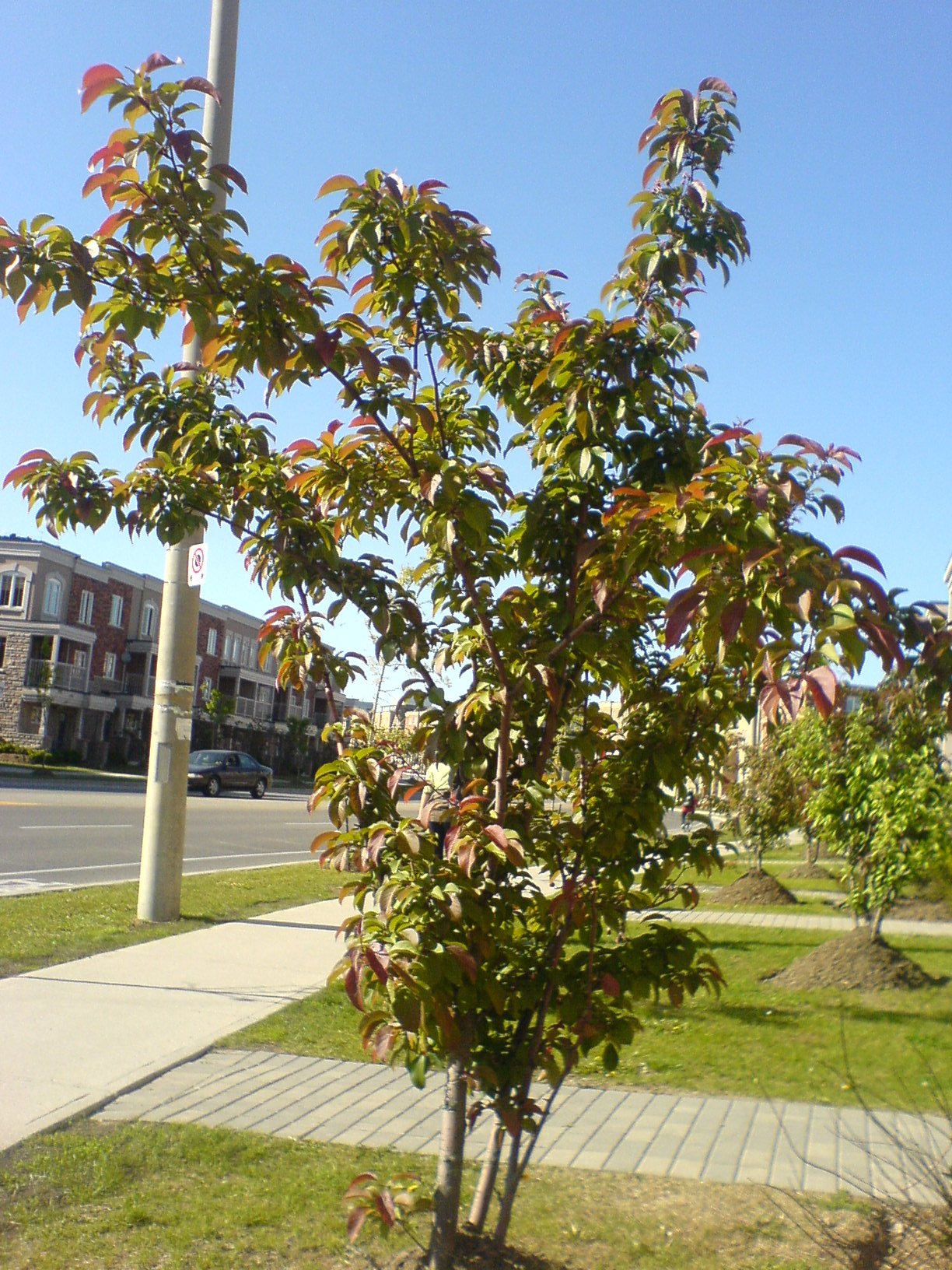 Sad Tree Types Sad tree now happy again! | The Beautiful Trees Blog