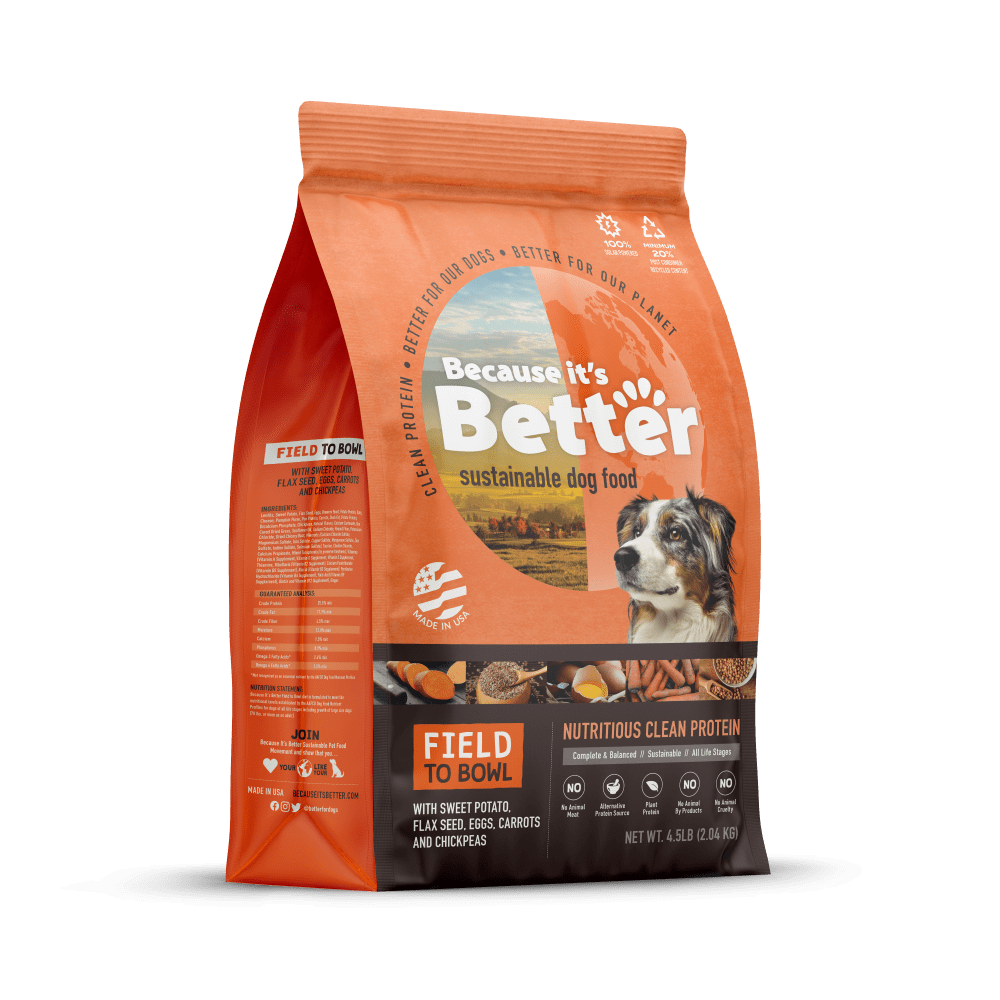 What is Better: Food or Dog? Unveiling the Best Choice