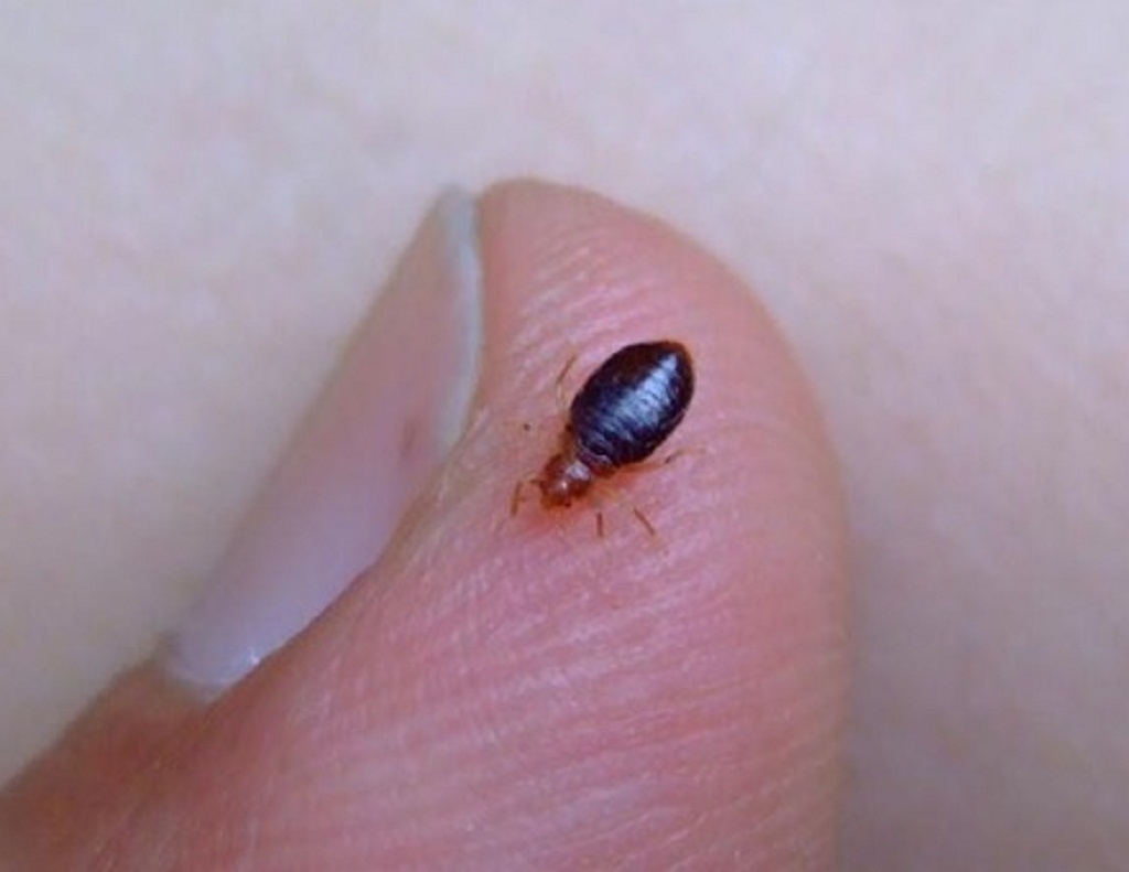photo How Big Is A Bed Bug how big are bed bugs