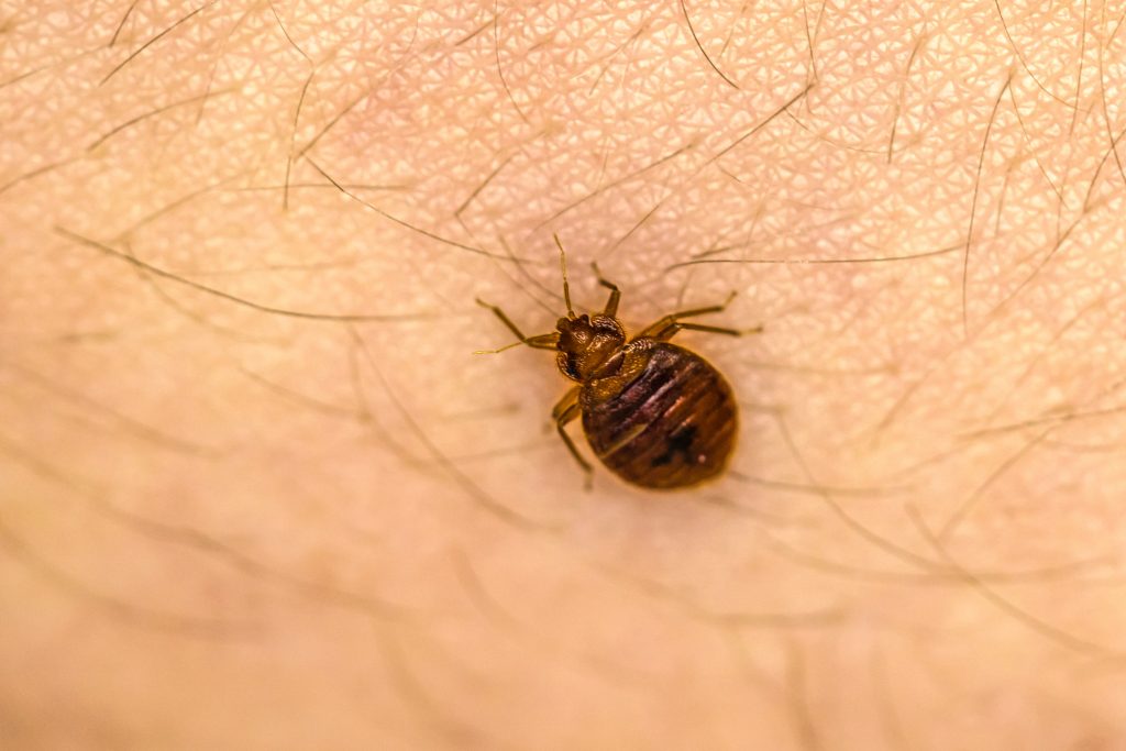 If a prospective tenant inquires about bed bugs . Bed Bugs In San Francisco 1 Bed Bug Exterminator