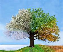 Four Seasons Tree