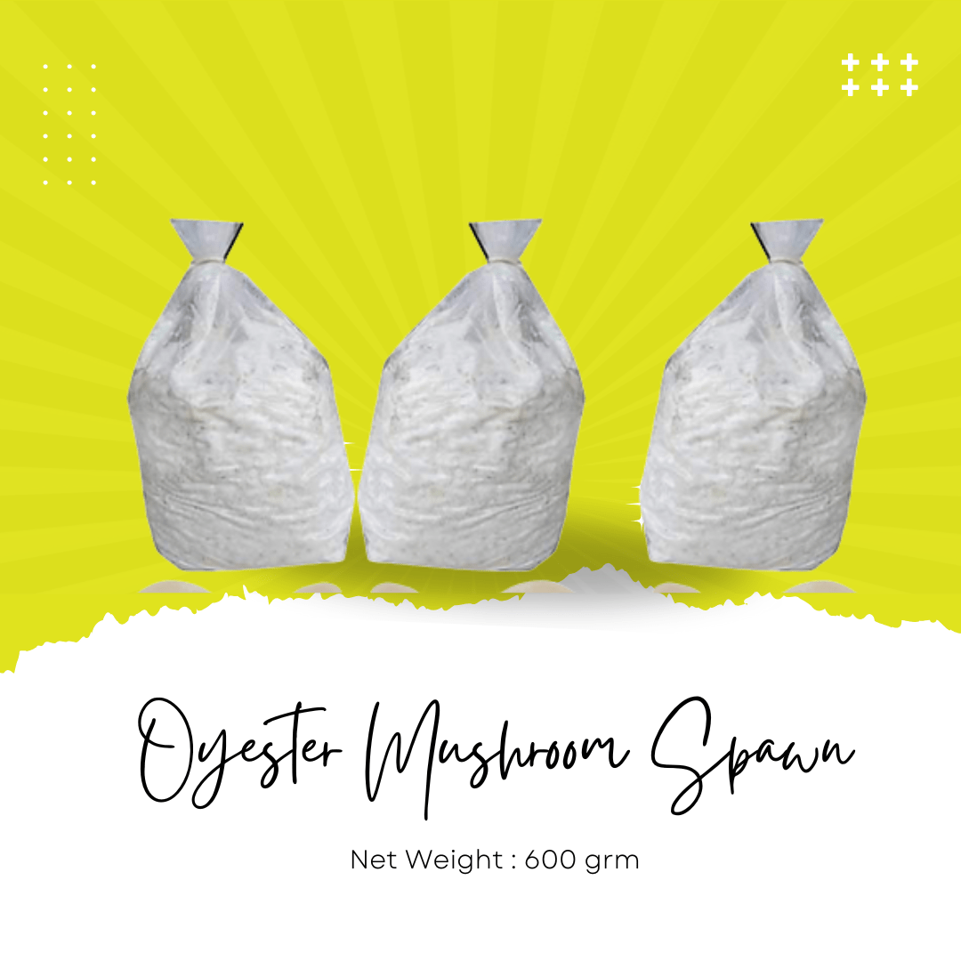 White Oyster Mushroom Spawn