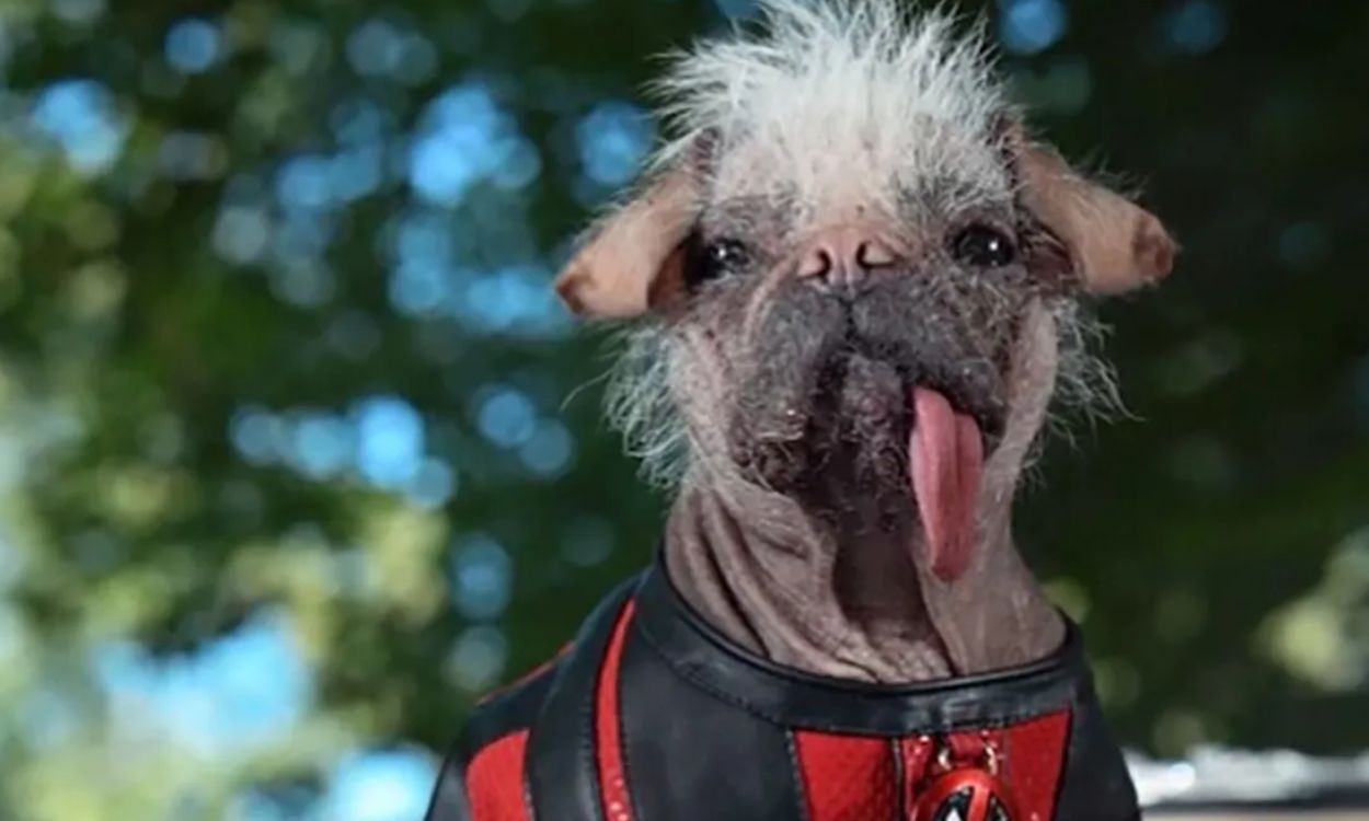 Dogpool Bd Deadpool Photo Profil Deadpool - Premium Mountain Illustration Gallery - Retina