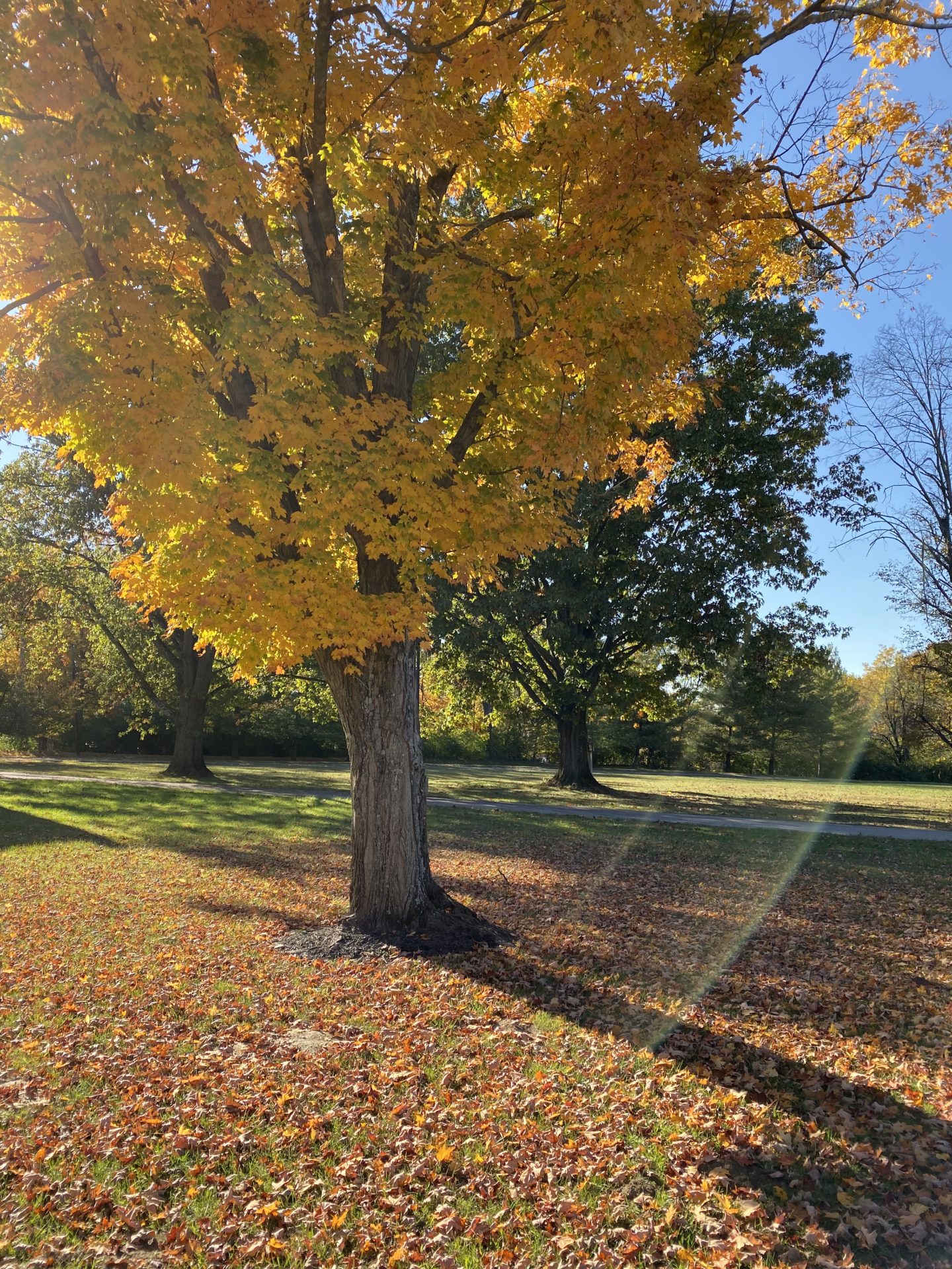 Photo of a large tree with yellow leaves in Autumn with various colored leaves on the ground