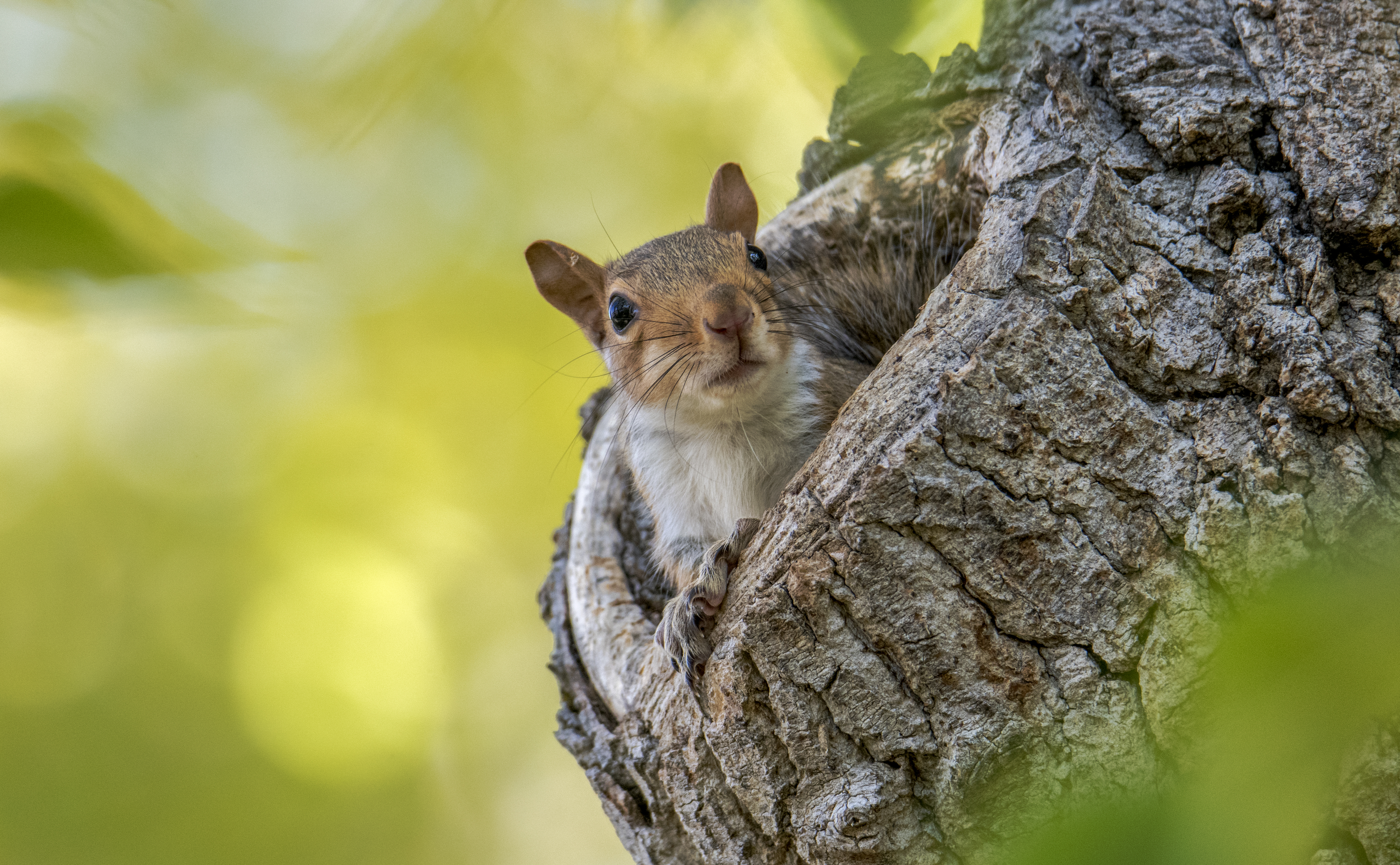 TABS and SQUIRRELS