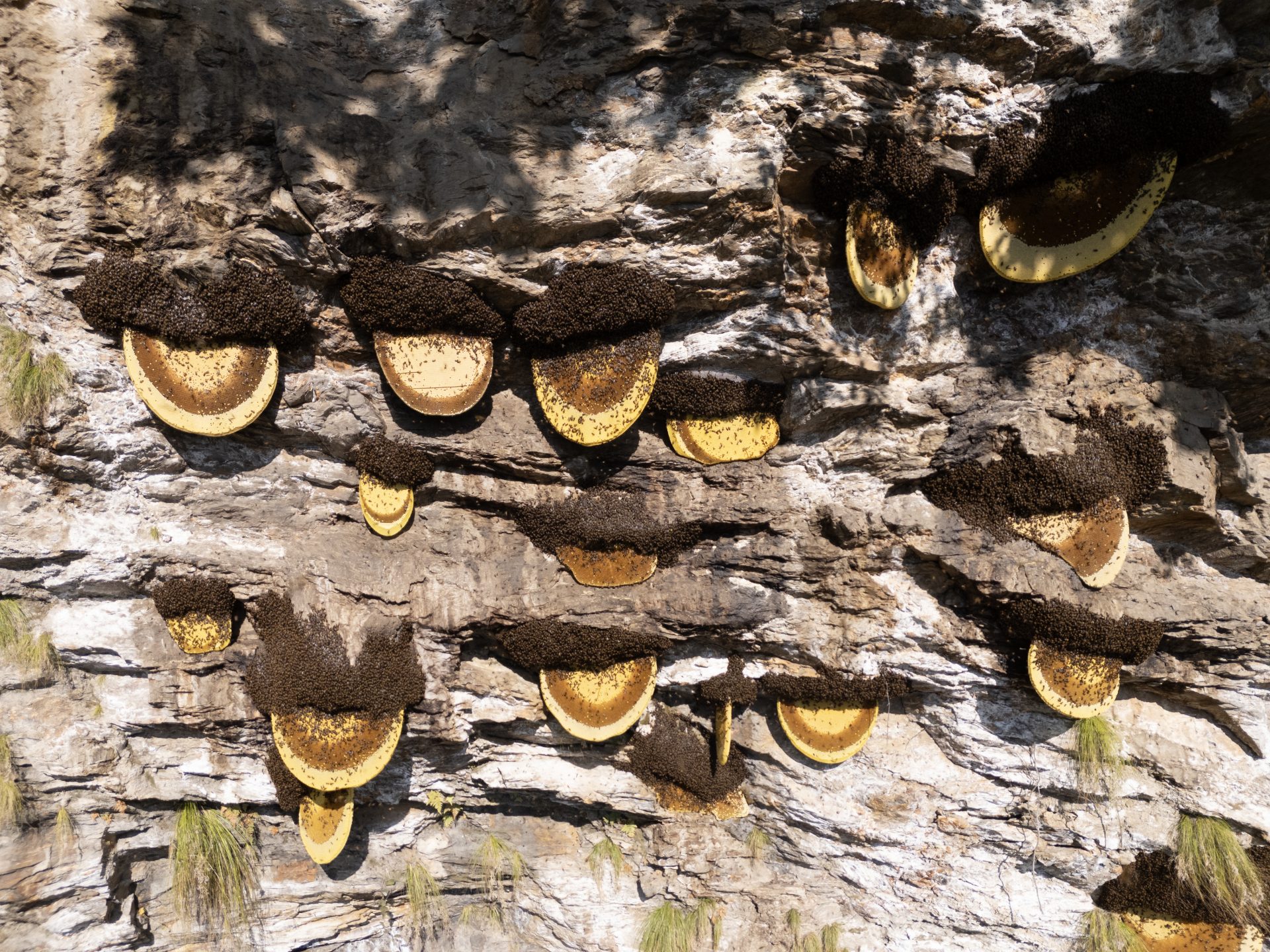 Observations of Apis Laboriosa: Nesting Patterns, Migration, and