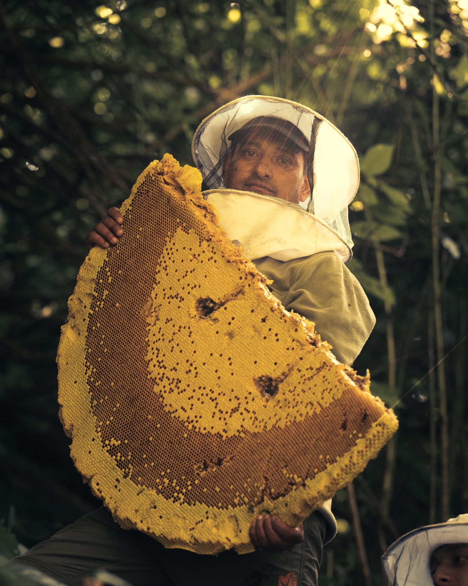 Observations of Apis Laboriosa: Nesting Patterns, Migration, and