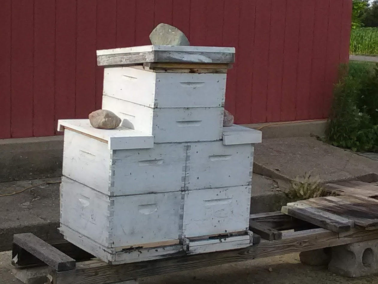 Off the Wahl Beekeeping – Bee Culture Magazine