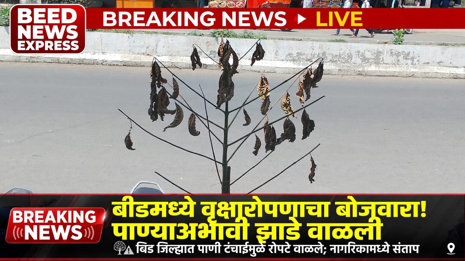 परळी महामार्गावर लावलेली झाडे अवघ्या चार दिवसांत वाळली; कोट्यवधींचा निधी पाण्यात?