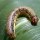 Armyworms Impact Southern Pastures