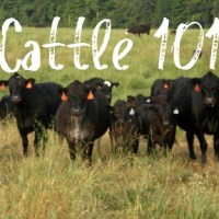 Cattlemen's College: Cattle Feed Efficiency