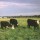 AgProud: In My DNA - Leslie Pierson