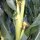 AgProud: Corn, Cattle, and Countless Hours