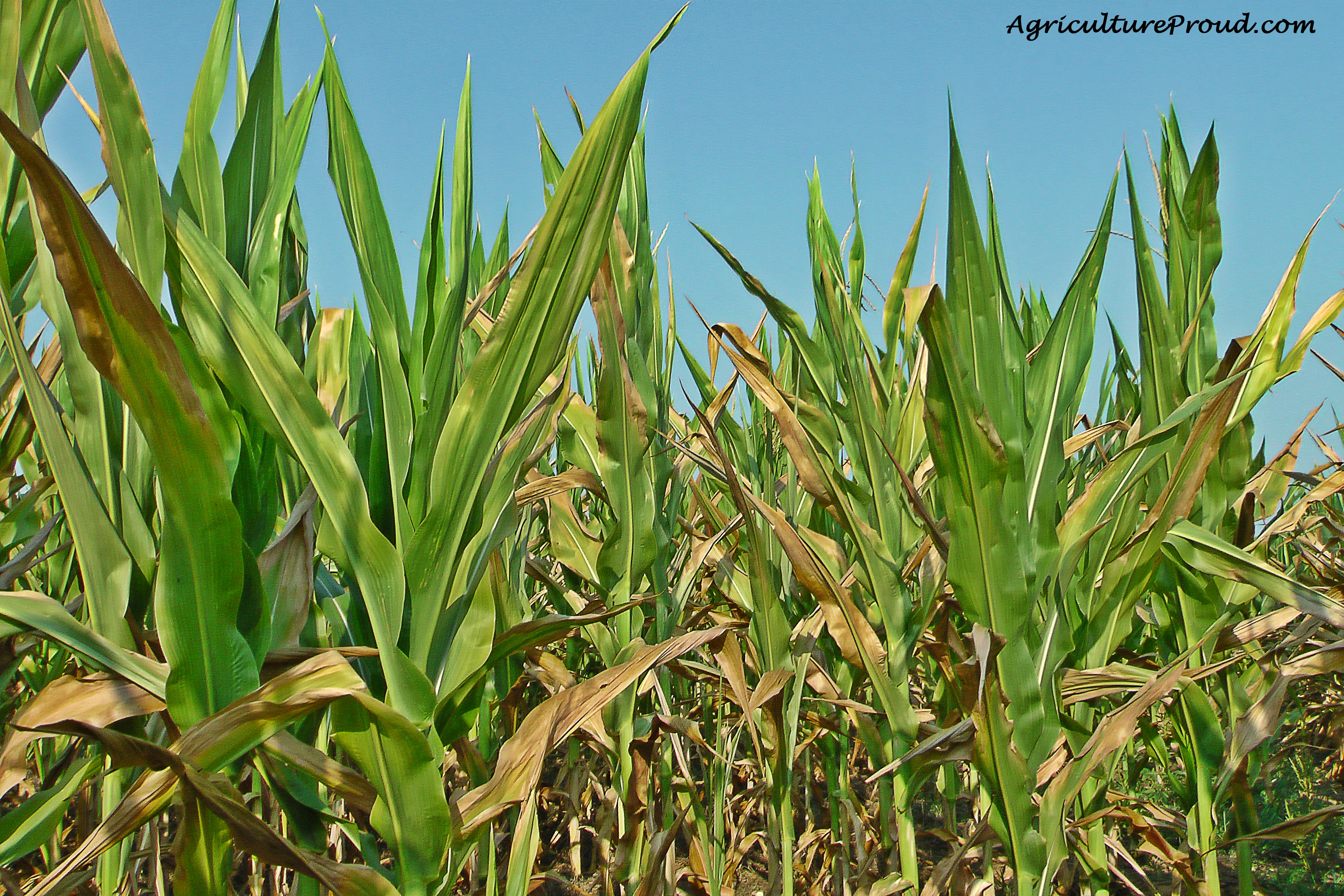 Cattle Eating Corn Is it harmful in their feed? Ask a Farmer