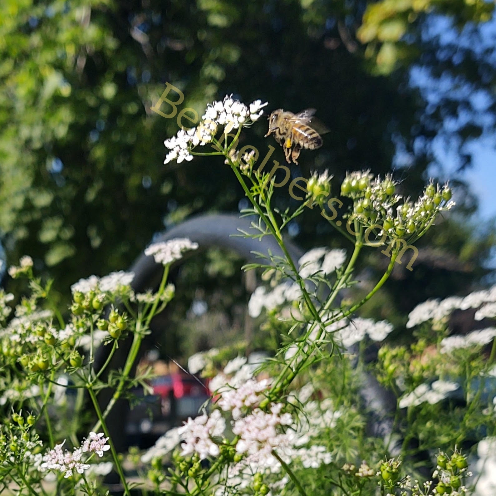 bee on coriander