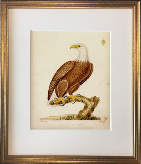 John Abbot's Birds of Georgia, Framed Print: Bald Eagle