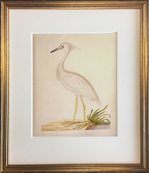 John Abbot's Birds of Georgia, Framed Print: Little Blue Heron