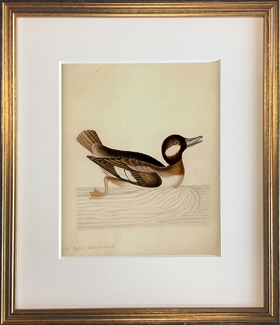 John Abbot's Birds of Georgia, Framed Print: Bufflehead