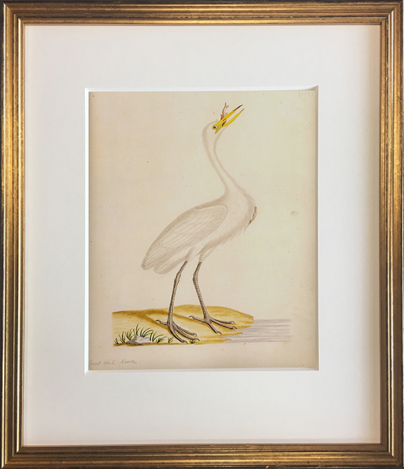 John Abbot's Birds of Georgia, Framed Print: Great Egret