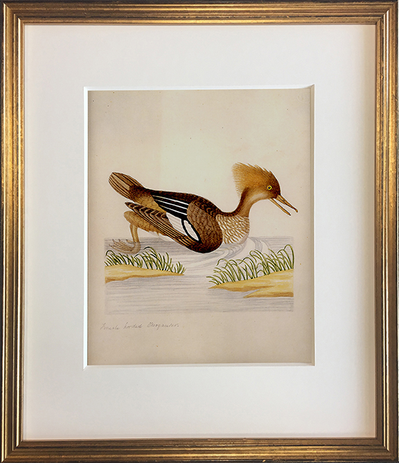 John Abbot's Birds of Georgia, Framed Print: Hooded Merganser