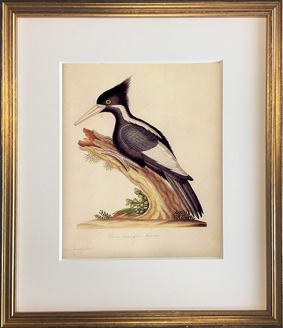 John Abbot's Birds of Georgia, Framed Print: Ivory Billed Woodpecker