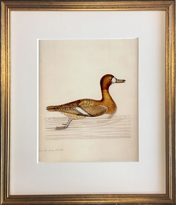 John Abbot's Birds of Georgia, Framed Print: Lesser Scaup