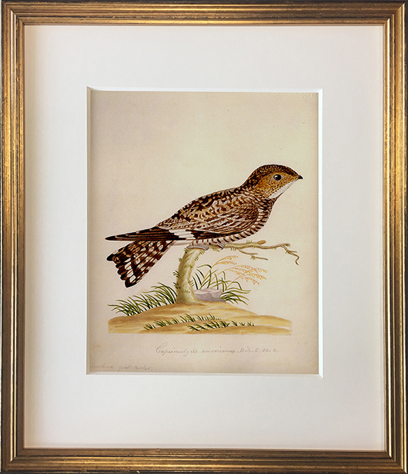 John Abbot's Birds of Georgia, Framed Print: Common Night Hawk