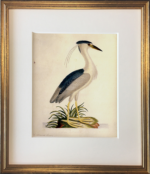 John Abbot's Birds of Georgia, Framed Print: Black Crowned Night Heron