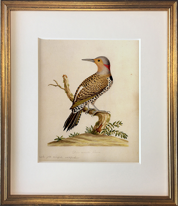 John Abbot's Birds of Georgia, Framed Print: Northern Flicker